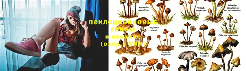 как найти наркотики  Руза  Псилоцибиновые грибы Magic Shrooms 